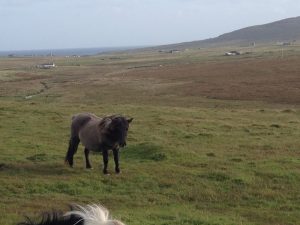 Hermaness Nature Reserve, Unst, Shetland Islands