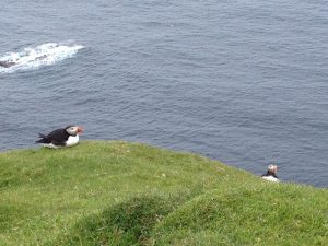Hermaness Nature Reserve, Unst, Shetland Islands