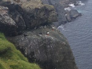 Hermaness Nature Reserve, Unst, Shetland Islands