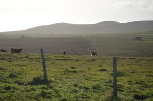 Hermaness Nature Reserve, Unst, Shetland Islands