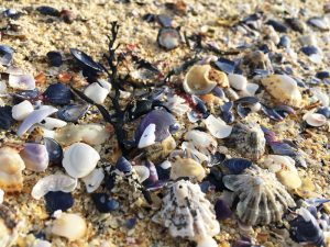 Tiny Shells on Traigh-Iar-Beach, Isle of Harris