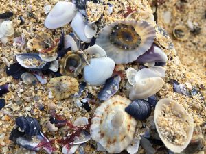 Ting Shells on Traigh-Iar-Beach, Isle of Harris