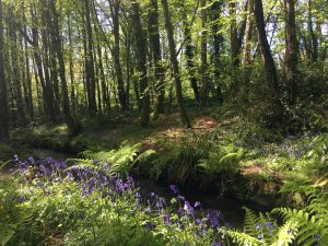 Tehidy-Wood