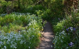 WildFlowersCornwall