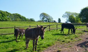 ClovellyDonkeys