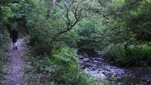Horner Wood Exmoor