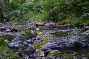 Horner Wood Exmoor