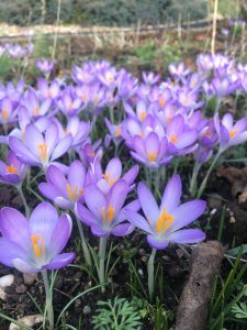 Crocuses