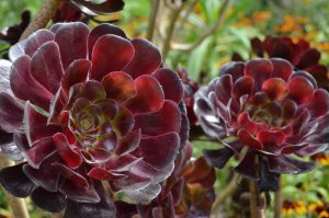 Island Hopping in the Isles of Scilly