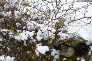 Snowy April day in the Lake District