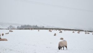 Snowy April day in the Lake District