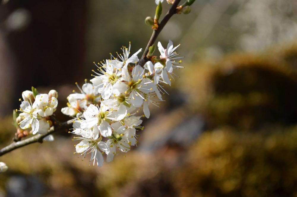 Spring blossom Lake District