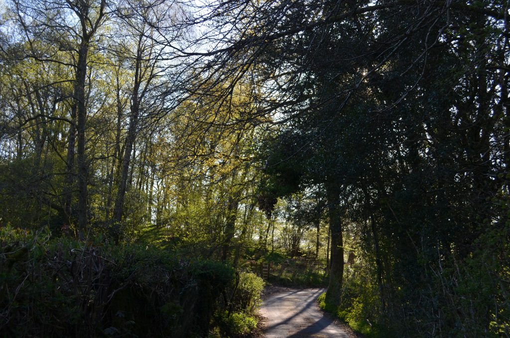 Woods near Hawkshead Lake District