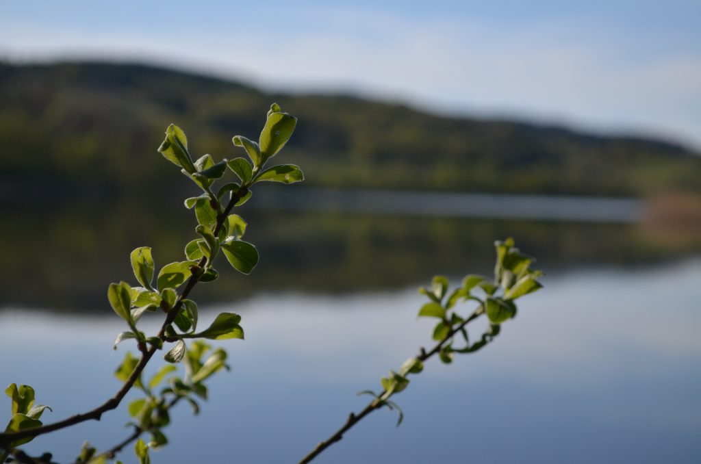 Esthwaite Water, Lake District