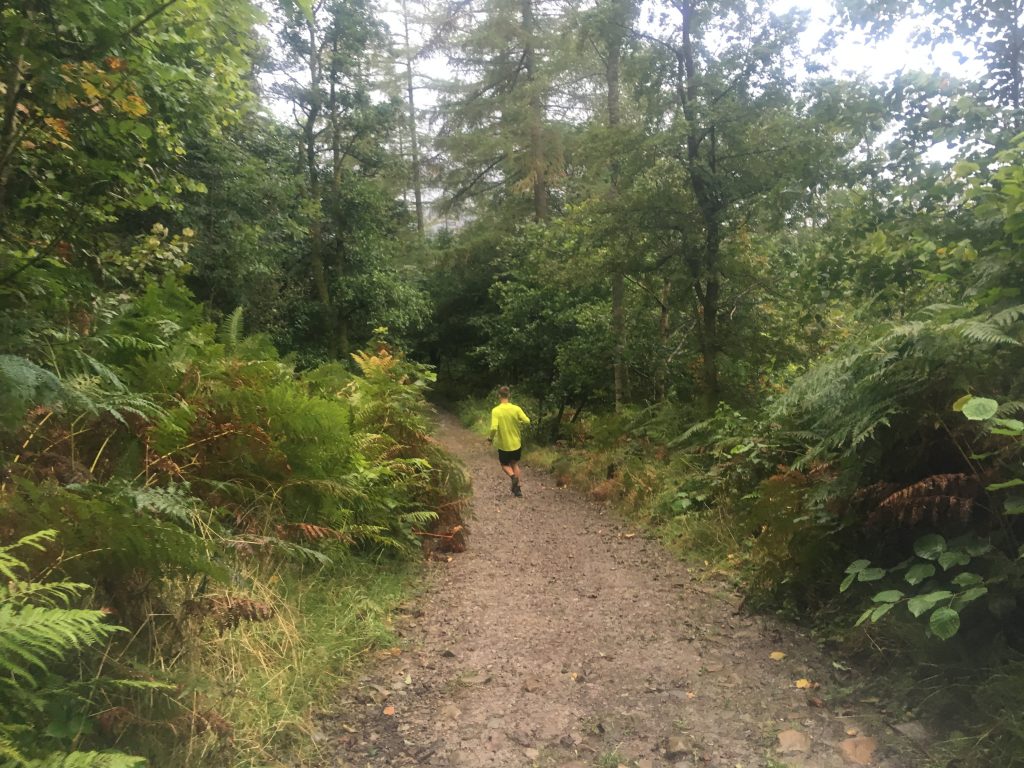 Great Wood Running Lake District