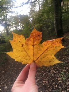 Autumn leaf Lake District running