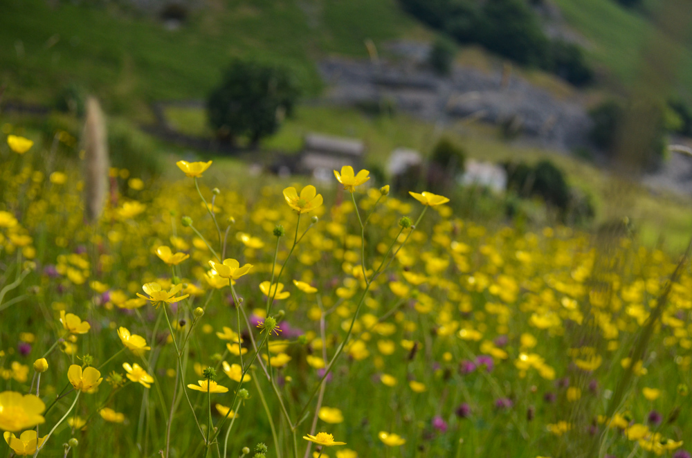 Buttercups on the Ullswater Way