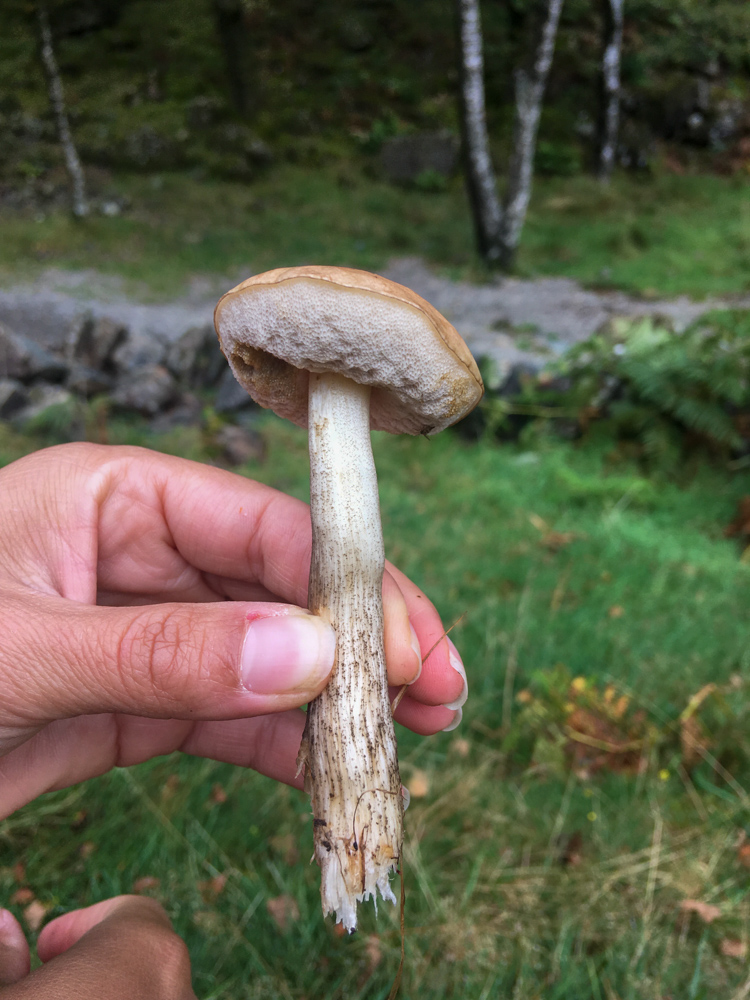 Wild Mushrooms Borrowdale