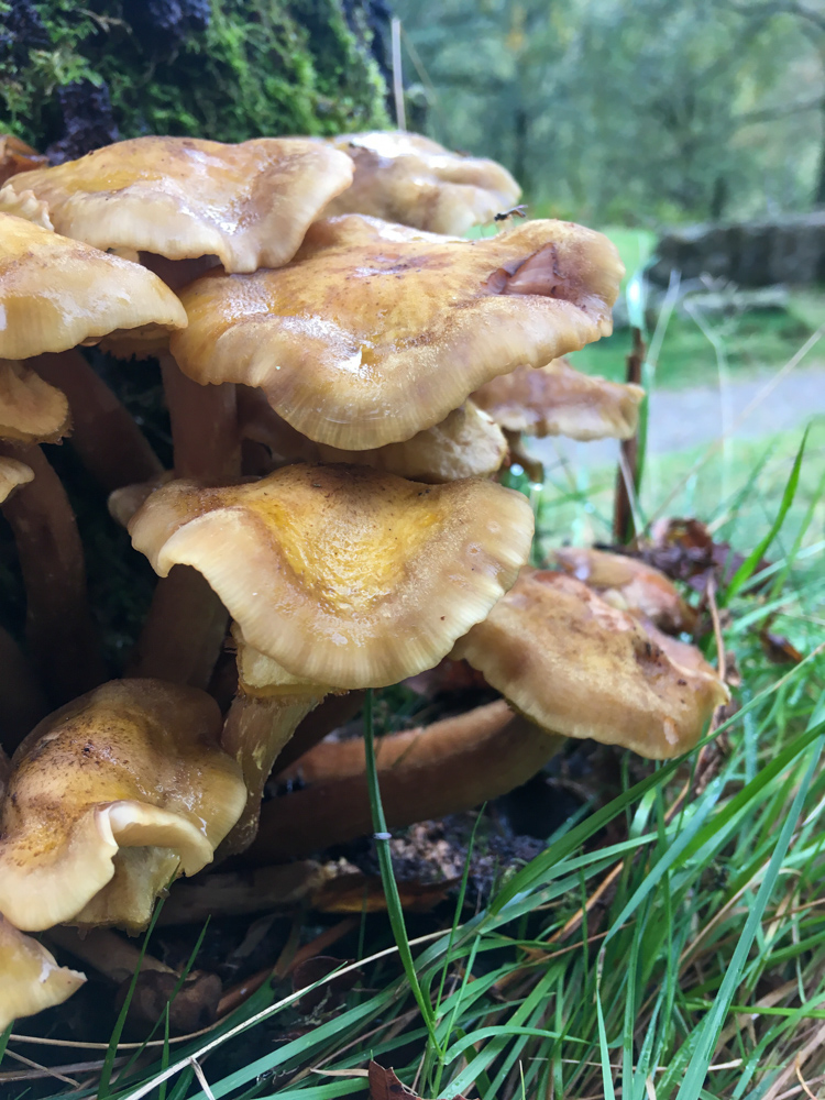 Wild Mushrooms Borrowdale