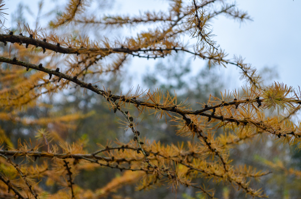 Larch in Autumn in the Lake District