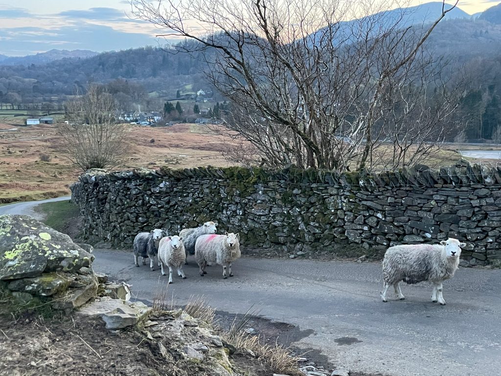 Sheep in the Langdale Valley