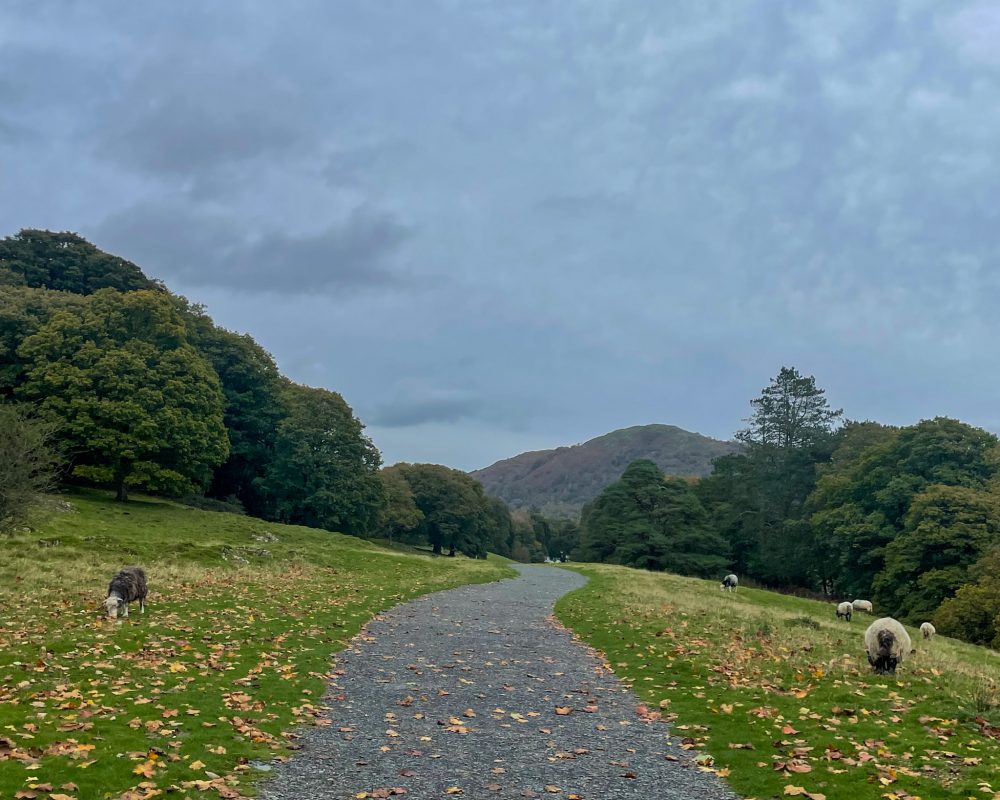 Easy Walks in the Lake District Newby Bridge to Lakeside along the