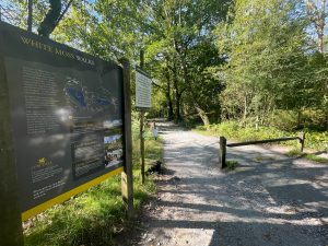 White Moss Woods Rydal-1