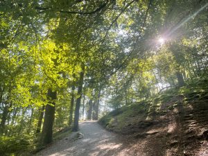 White Moss Woods Rydal