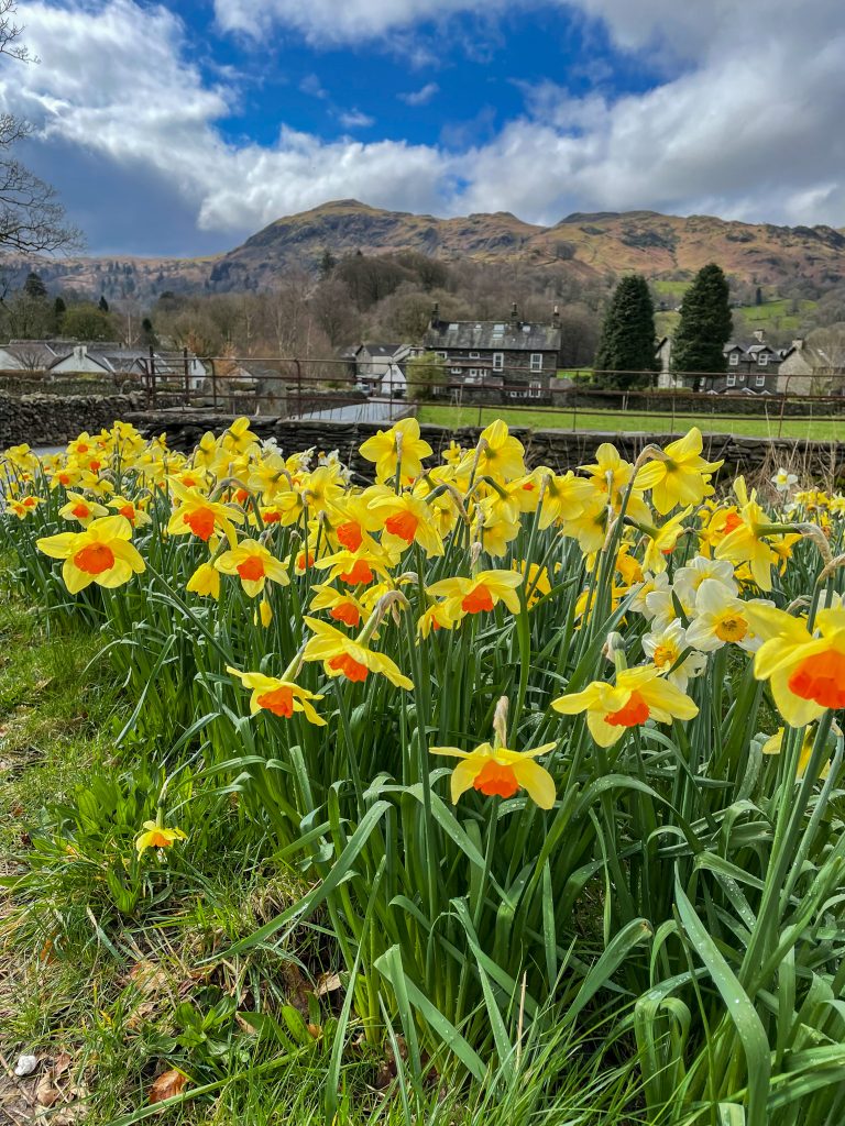 Daffodils in Grasmere Lake District