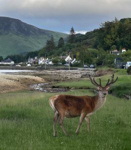 Deer in Lochranza