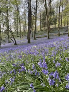 Fishgarth Wood Lake District